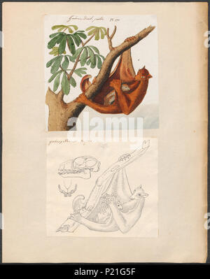 . Galeopterus variegatus Rufus syn. Galeopithecus Rufus. Zwischen 1700 und 1880 131 Galeopithecus rufus - 1700-1880 - Drucken - Iconographia Zoologica - Sondersammlungen Universität Amsterdam - UBA01 IZ 19700101 Stockfoto