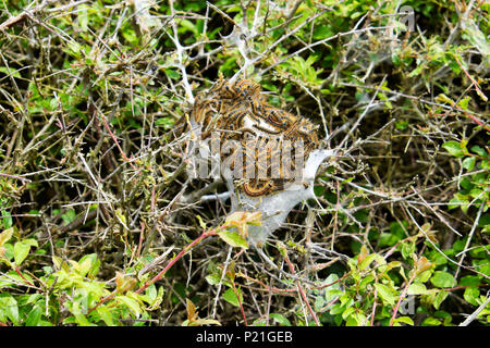 Lakai motte Malacosoma eulengattung Raupen auf silken Zelt in Hecke auf Pembrokeshire Coastal Path im Frühjahr Marloes West Wales UK KATHY DEWITT Stockfoto