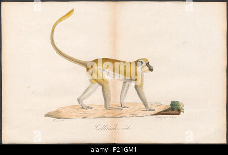 56 Cercopithecus sabaeus - 1700-1880 - Drucken - Iconographia Zoologica - Sondersammlungen Universität Amsterdam - UBA01 IZ 19900082 Stockfoto