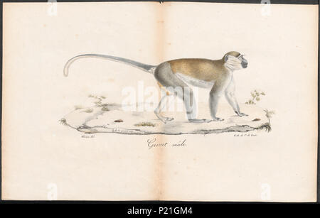 56 Cercopithecus sabaeus - 1700-1880 - Drucken - Iconographia Zoologica - Sondersammlungen Universität Amsterdam - UBA01 IZ 19900084 Stockfoto