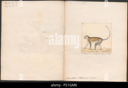 56 Cercopithecus sabaeus - 1700-1880 - Drucken - Iconographia Zoologica - Sondersammlungen Universität Amsterdam - UBA01 IZ 19900085 Stockfoto