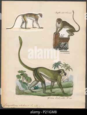 . Cercopithecus sabaeus. Zwischen 1700 und 1880 56 Cercopithecus sabaeus - 1700-1880 - Drucken - Iconographia Zoologica - Sondersammlungen Universität Amsterdam - UBA01 IZ 19900086 Stockfoto