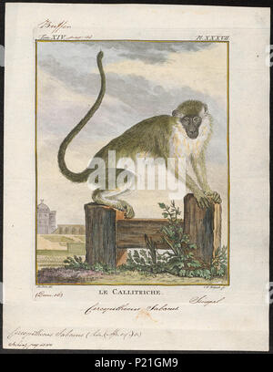 56 Cercopithecus sabaeus - 1700-1880 - Drucken - Iconographia Zoologica - Sondersammlungen Universität Amsterdam - UBA01 IZ 19900088 Stockfoto