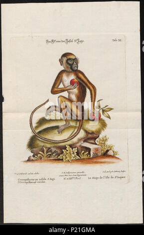 56 Cercopithecus sabaeus - 1700-1880 - Drucken - Iconographia Zoologica - Sondersammlungen Universität Amsterdam - UBA01 IZ 19900090 Stockfoto