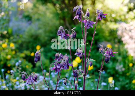 Purple Aquilegia vulgaris Pflanzen und Vergissmeinnicht in einem schattigen Bereich in einem Garten im Juni Frühling im ländlichen Wales Großbritannien BRITISCHER KATHY DEWITT Stockfoto