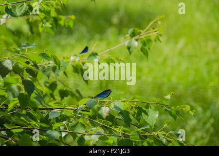 Blaue Libelle auf einem Zweig auf grünem Hintergrund im Wald Stockfoto