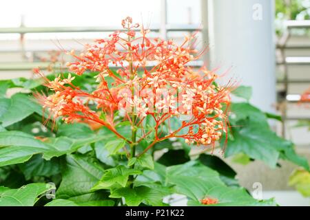 Schöne Blume, Strauß roter Clerodendrum Paniculatum Blumen oder Pagode Blumen mit grünen Blättern. Stockfoto