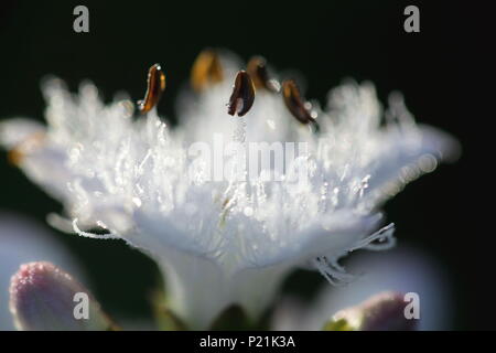 Bogbean, auch als Buckbean, Bog Bean, Buck Bean, Marsh Trefoil, Menyanthes dreiblättrige Stockfoto