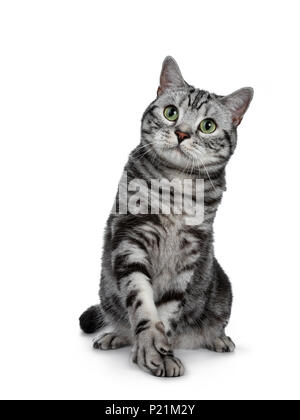 Schön schwarz silber tabby Britisch Kurzhaar Katze sitzt/spielend mit einer Pfote auf weißem Hintergrund hob isoliert und Suchen Stockfoto