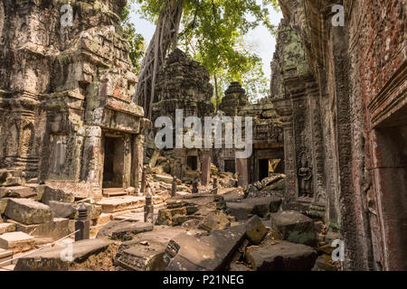 Riesiger Baum und Wurzeln im Tempel Ta Prom Angkor Wat Stockfoto