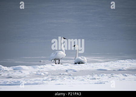 Trumpeter Schwäne sitzen auf dem Eis entlang des Lake Ontario in Toronto die beliebte Tommy Thompson Park. Stockfoto