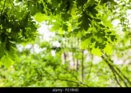 Natürliche Hintergrund - Eiche Äste mit grünen Blättern im Wald im Sommer Tag (Fokus auf die Blätter im Vordergrund) Stockfoto
