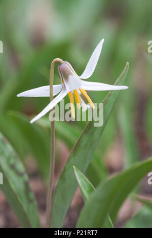 Mit dem Erscheinen von ein Stern am Himmel, einen einsamen weißen Forelle lily Flower steigt aus den Die grünen Blätter der Waldboden. Stockfoto