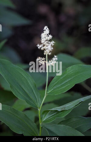 Die gefiederten kleinen weißen duftenden Blüten ist eine falsche Salomo Dichtung Aufstieg über dem dunklen Wald Blume. Stockfoto