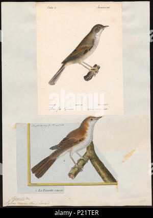 299 Sylvia cinerea - 1700-1880 - Drucken - Iconographia Zoologica - Sondersammlungen Universität Amsterdam - UBA01 IZ 16200149 Stockfoto