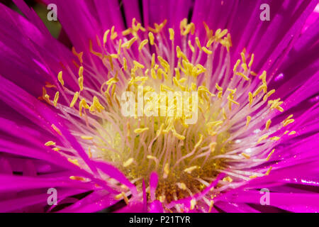 Carpobrotus edulis, Nahaufnahme der violetten hottentot-Feigenblume Stockfoto