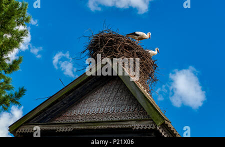 Störche im Nest auf dem Dach im Sommer, Tverer Gebiet, Russland Stockfoto