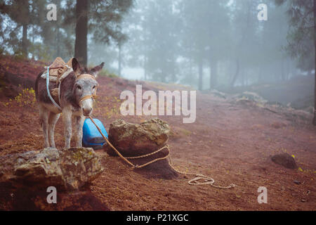 Niedliche Esel seitwärts stehend nahe dem Wald auf Early Misty Morning pine bereit zu arbeiten Stockfoto