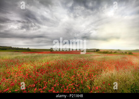 Riesige wilde rote Mohnfelder Landschaft in ländlichen Norfolk UK. Bewölkt und stürmischen Himmel über eine Ernte von wilden Blumen im späten Frühling in England Stockfoto