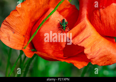 Dicken Beinen flower Beetle (Oedemera nobilis), auch als das falsche Öl Käfer oder geschwollene thighed Käfer bekannt, auf die Blütenblätter einer Mohnblüte Stockfoto