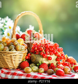 Reife Beeren - rote Johannisbeeren, Erdbeeren, Stachelbeeren auf einem Holztisch im Sommergarten. Ernte. Sommer noch leben. Stockfoto