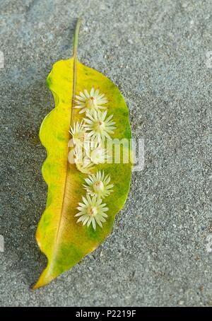 Schöne Blume, aromatische Mimusops Elengi, Spanisch Cherry, Mispel, Bullet Holz oder Bokul Blumen auf gelb Blatt. Stockfoto