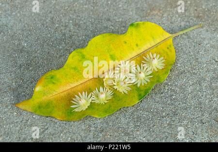 Schöne Blume, aromatische Mimusops Elengi, Spanisch Cherry, Mispel, Bullet Holz oder Bokul Blumen auf gelb Blatt. Stockfoto