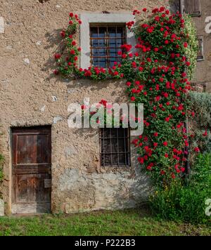 Bauernhaus mit Klettern rote Rosen Stockfoto