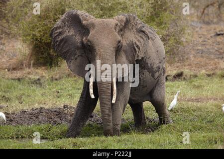 Ein großer Afrikanischer Elefant macht eine schlecht gelaunte Anzeige durch flattern ihre Ohren Stockfoto