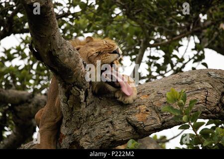 Ein junges Männchen Baumklettern lion gähnt Während in Ishasha, Queen Elizabeth National Park in Uganda ruhen Stockfoto