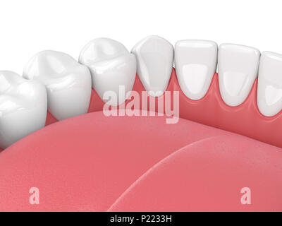 3D-Render von Kiefer mit Zähnen auf weißem Hintergrund Stockfoto