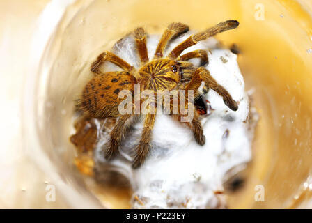 Orange Pavian Tarantula Stockfoto