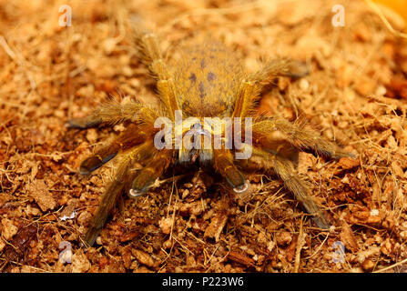 Orange Pavian Tarantula Stockfoto