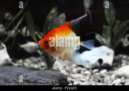 Schöne Angel Fish Stockfoto