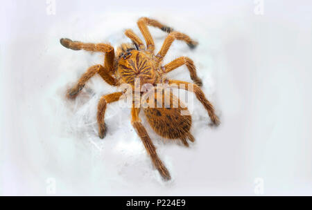Orange Pavian Tarantula Stockfoto