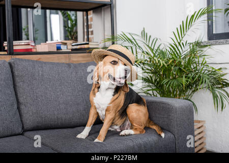 Lustige beagle Hund im Stroh Hut sitzt auf einem Sofa Stockfoto