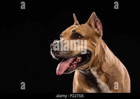 Ein Pit Bull dog portrait Close-up im Studio mit schwarzem Hintergrund Stockfoto