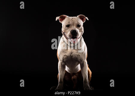 Ein Pit Bull dog portrait Close-up im Studio mit schwarzem Hintergrund Stockfoto