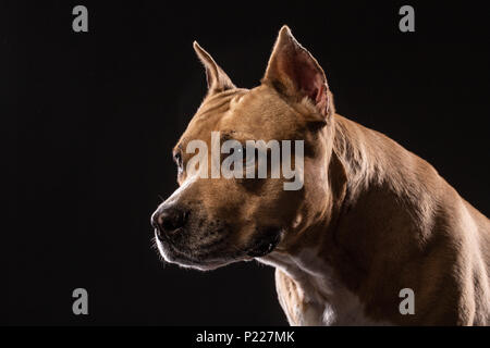 Ein Pit Bull dog portrait Close-up im Studio mit schwarzem Hintergrund Stockfoto