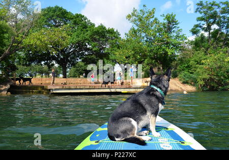 Fluss, ein Husky mix, Uhren ein anderer Hund aus einem Paddle Board Sprung weg von einem Dock ein Frisbee auf Marienkäfer See in Austin, Texas, zu fangen. Stockfoto