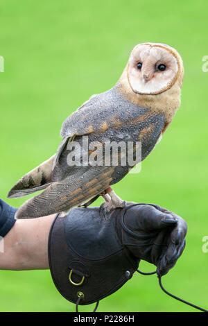 Porträt einer gerettet Schleiereule thront auf einem Leder Falknerei Handschuh zu einem Raubvogel Centre Stockfoto