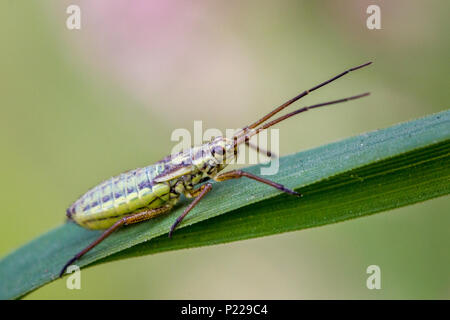 UK Wildlife: Gras bug Nymphe (Leptoterna sp.) Auf einem Gras Halm gehockt Stockfoto