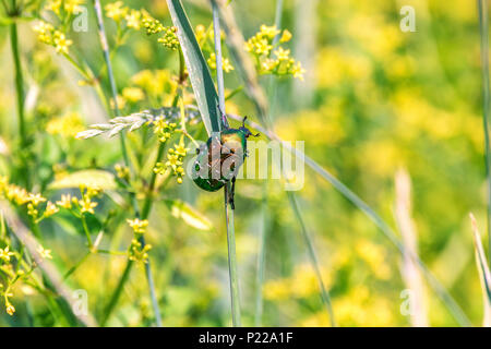 Ein Bild von einem grünen glänzende Käfer sitzt auf einem Grashalm in einem Feld Stockfoto