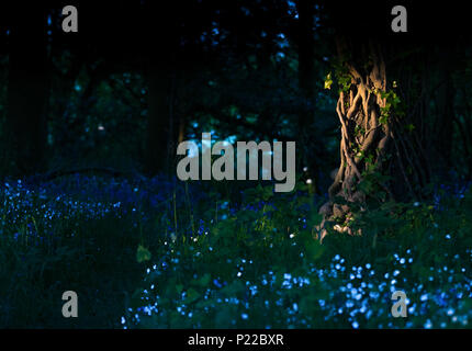 Baum beleuchtet mit Sonnenlicht in Wald mit glockenblumen Erstellen von mystischen verzauberten Blick Stockfoto