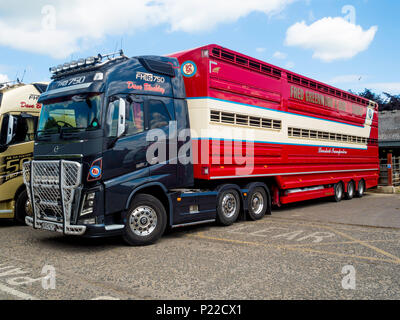 Ein Dave Blackley Volvo 750 Zugmaschine und ein Fred Greenwood und Son Vieh Transporter Anhänger laden Schaf mit Vieh Verkauf in North Yorkshire Stockfoto