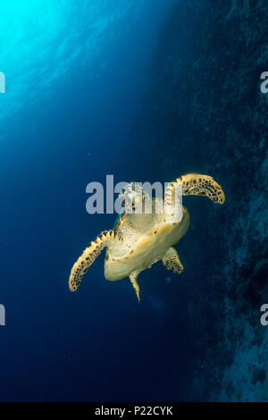 Sea Turtle vor blauem Hintergrund Stockfoto