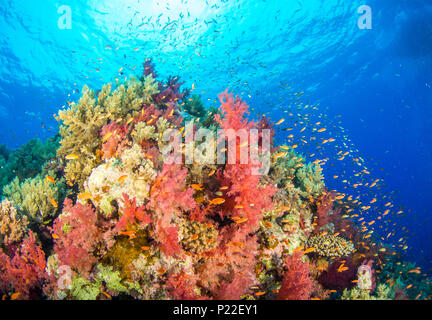 Farbenfrohe Korallenriff und Schulen der Fische im Roten Meer Ägypten Stockfoto