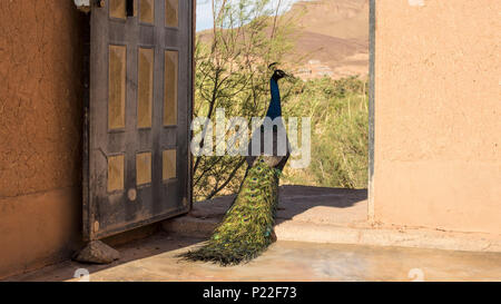 Marokko, Agdz, Pfau im Hara Oasis Lodge Stockfoto