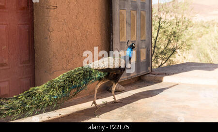 Marokko, Agdz, Pfau im Hara Oasis Lodge Stockfoto