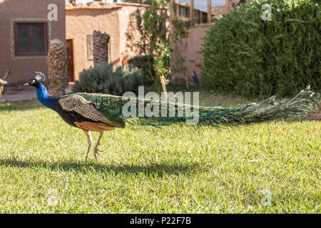 Marokko, Agdz, Pfau im Hara Oasis Lodge Stockfoto